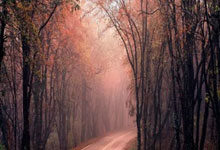 德天空：帕夫洛维奇正在努力复出，队医持续关注他以避免风险.